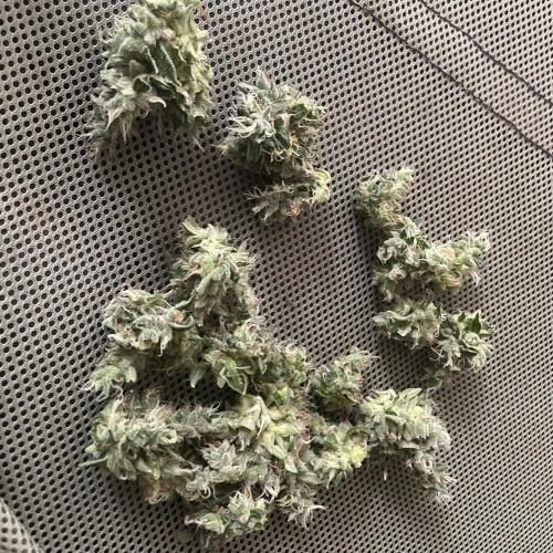 GMO Cookies - photoperiodic first time. Week 15