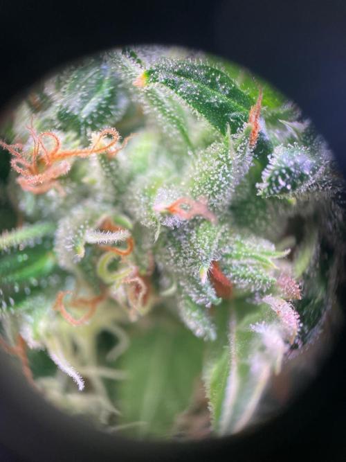 GMO Cookies - photoperiodic first time. Week 15