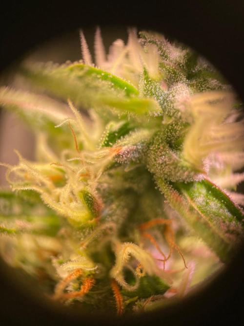 GMO Cookies - photoperiodic first time. Week 15