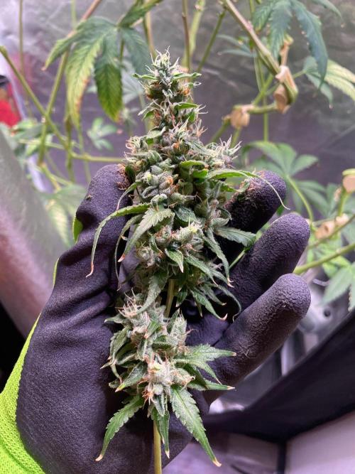 GMO Cookies - photoperiodic first time. Week 15