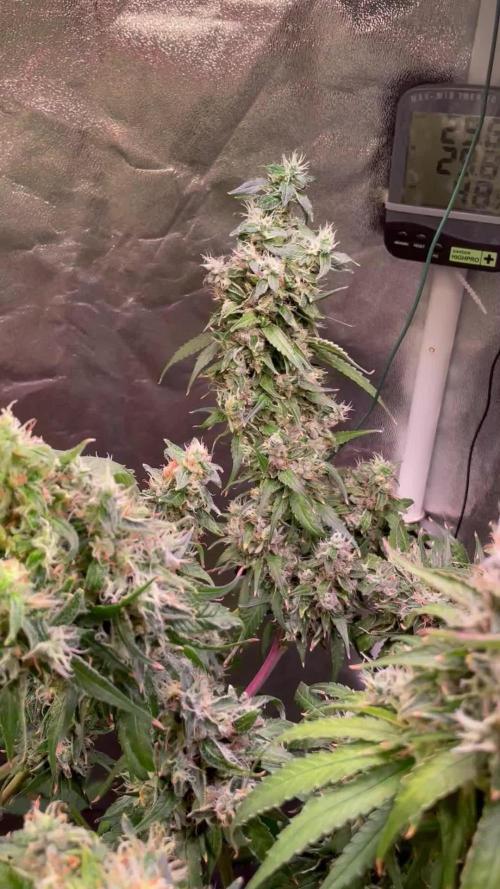 GMO Cookies - photoperiodic first time