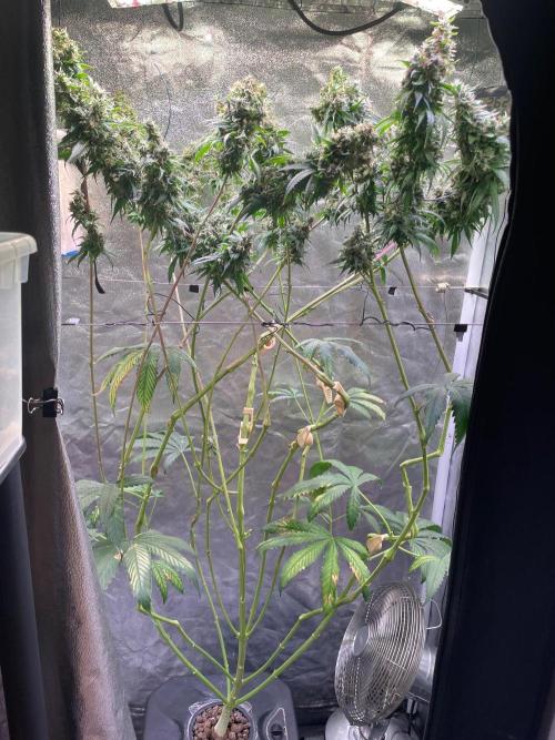 GMO Cookies - photoperiodic first time. Week 16