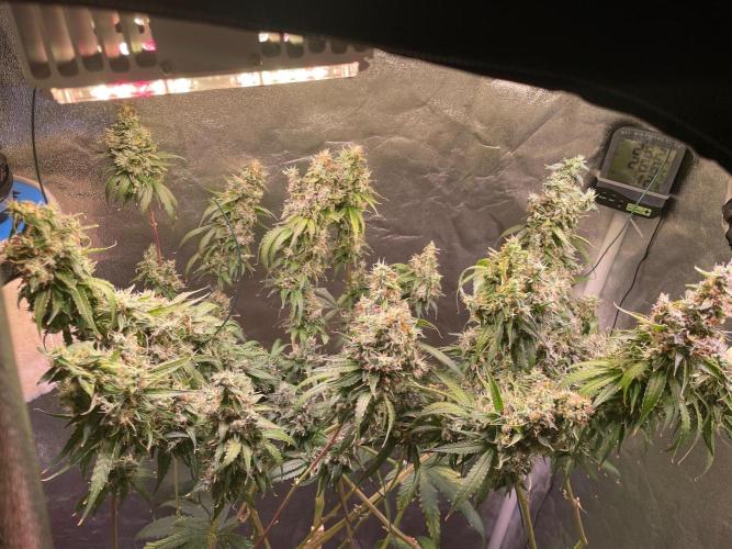 GMO Cookies - photoperiodic first time. Week 16