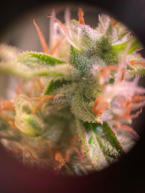 GMO Cookies - photoperiodic first time. Week 16