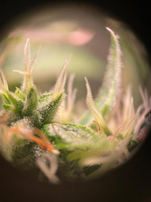 GMO Cookies - photoperiodic first time. Week 16