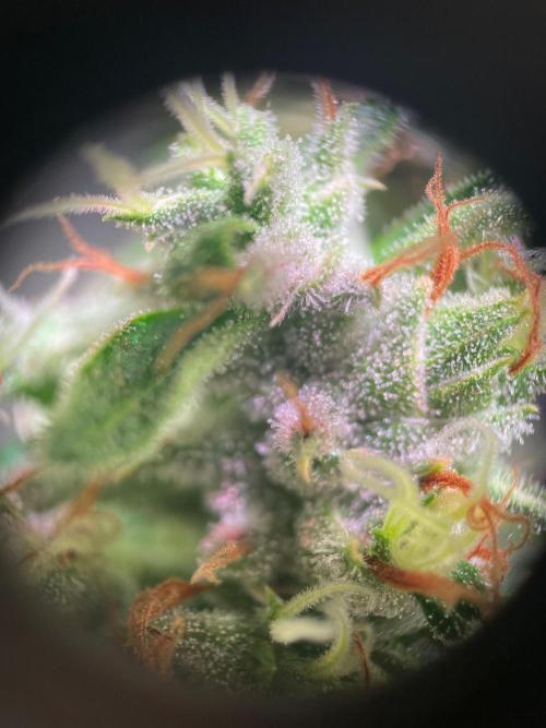 GMO Cookies - photoperiodic first time. Week 16