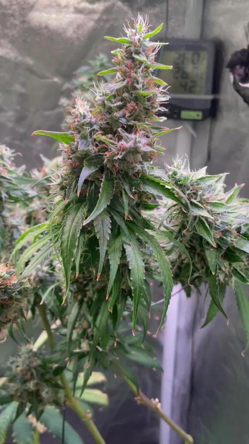 GMO Cookies - photoperiodic first time