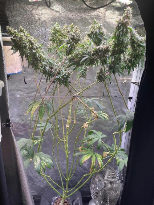 GMO Cookies - photoperiodic first time. Week 17