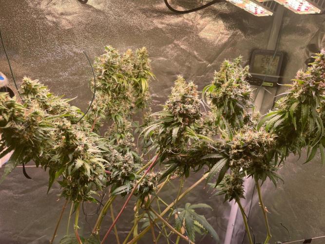 GMO Cookies - photoperiodic first time. Week 17