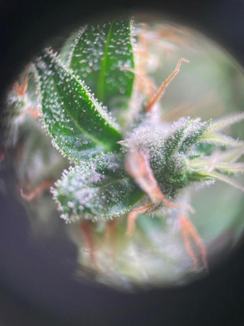 GMO Cookies - photoperiodic first time. Week 17