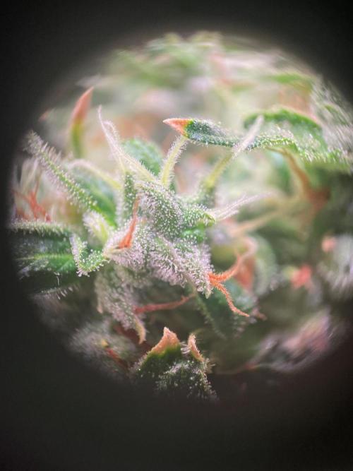 GMO Cookies - photoperiodic first time. Week 17