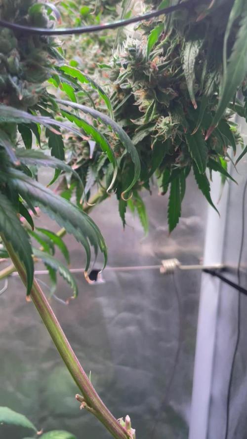 GMO Cookies - photoperiodic first time