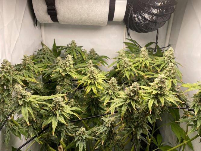Mimosa. Week 12