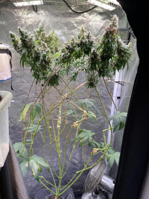 GMO Cookies - photoperiodic first time. Week 18