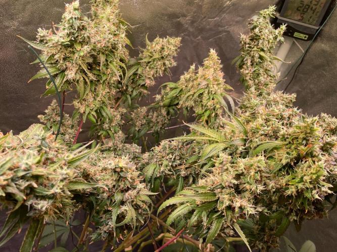 GMO Cookies - photoperiodic first time. Week 18