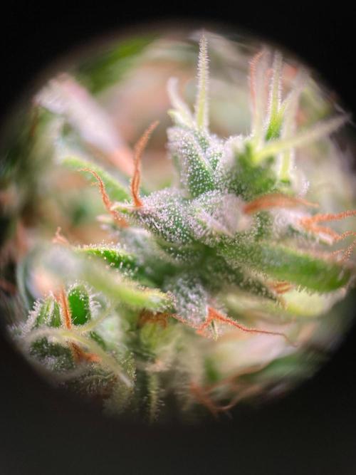 GMO Cookies - photoperiodic first time. Week 18