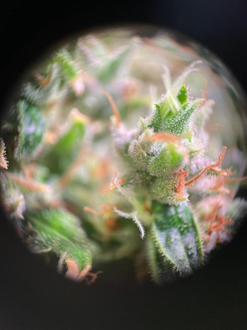GMO Cookies - photoperiodic first time. Week 18