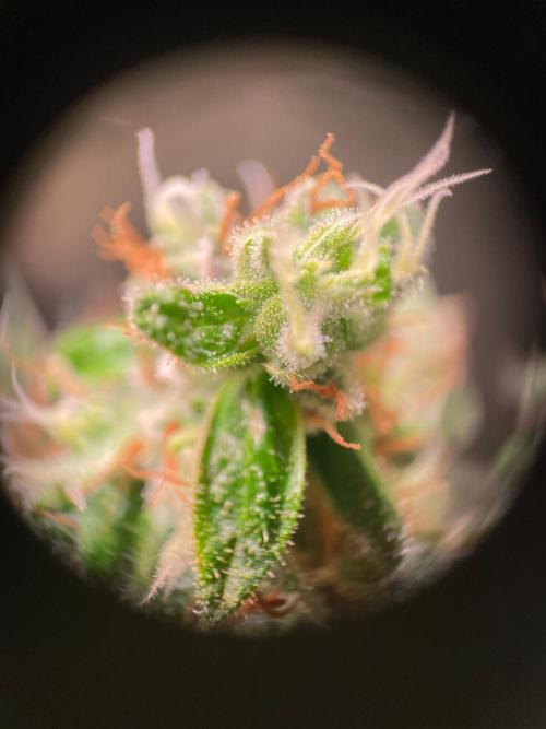 GMO Cookies - photoperiodic first time. Week 18