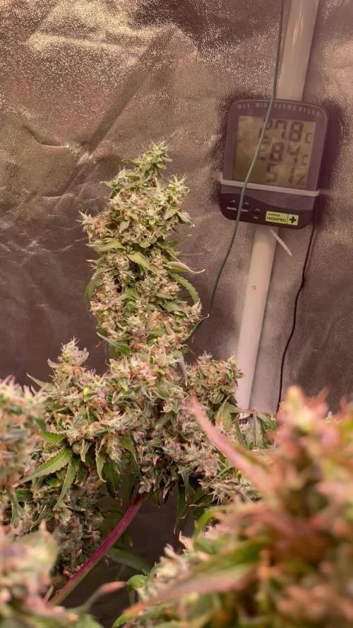 GMO Cookies - photoperiodic first time