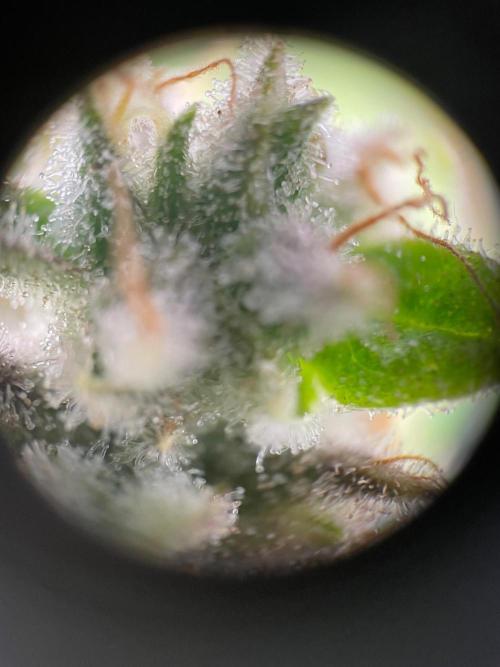 Mimosa. Week 13