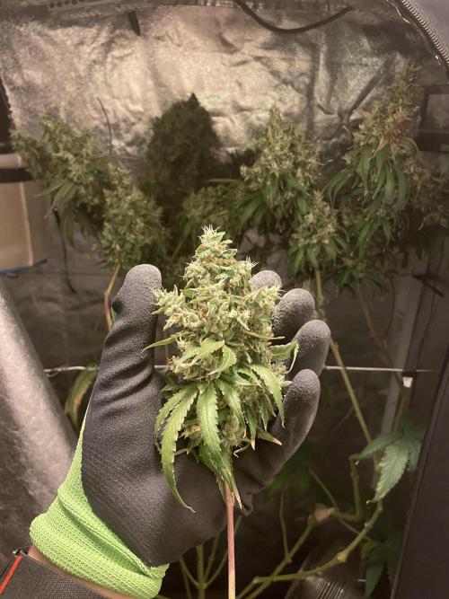 GMO Cookies - photoperiodic first time. Week 19