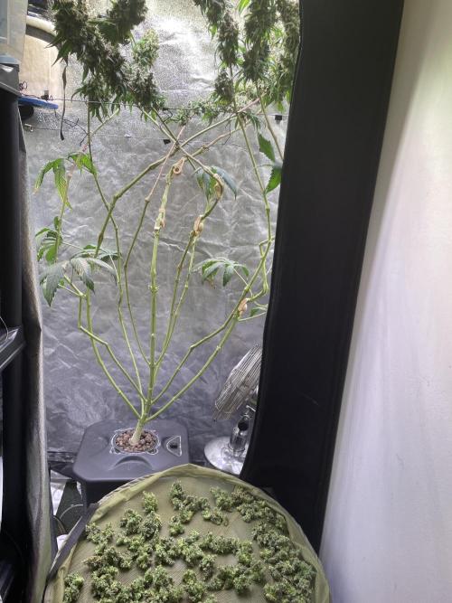 GMO Cookies - photoperiodic first time. Week 19