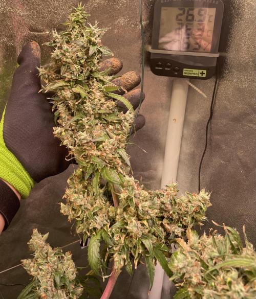 GMO Cookies - photoperiodic first time. Week 19
