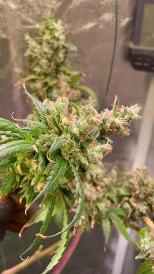 GMO Cookies - photoperiodic first time