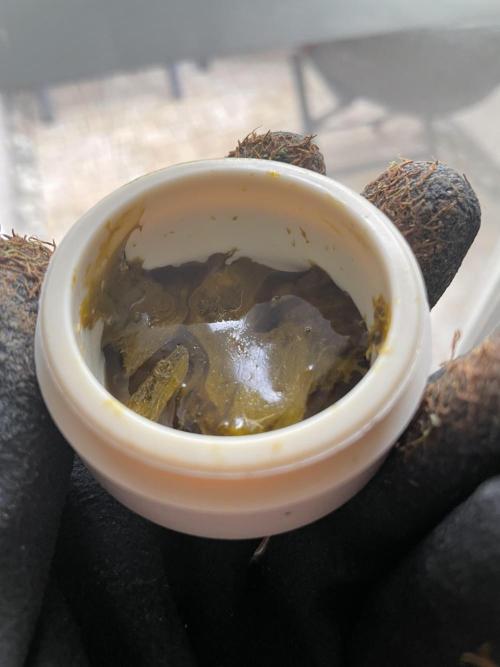 GMO Cookies - photoperiodic first time. Week 19