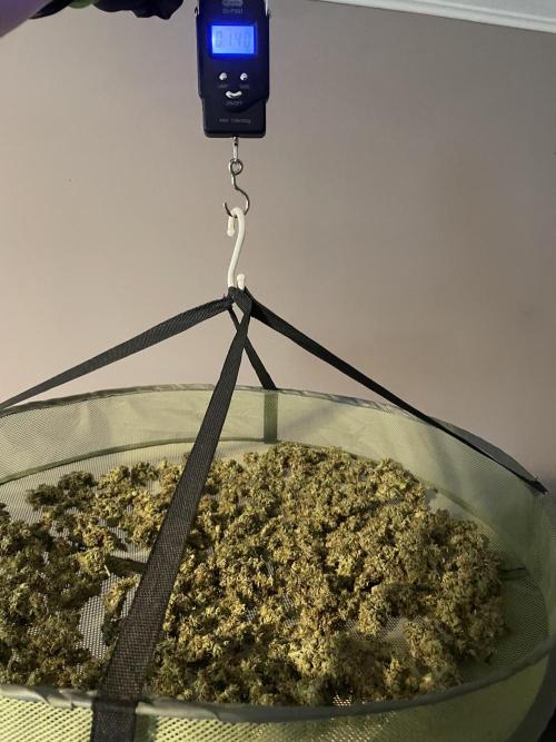 GMO Cookies - photoperiodic first time. Week 19