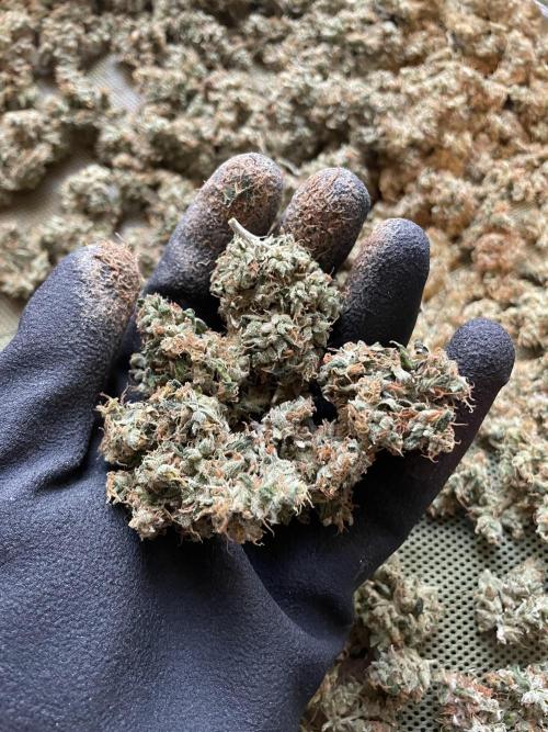 GMO Cookies - photoperiodic first time. Week 19