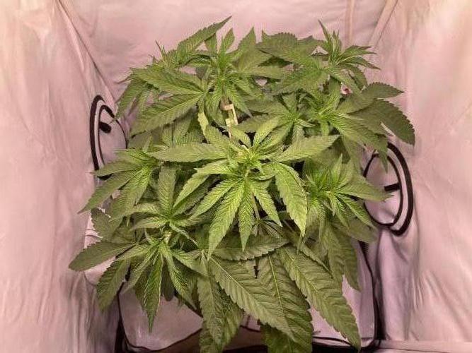 Mimosa. Week 4