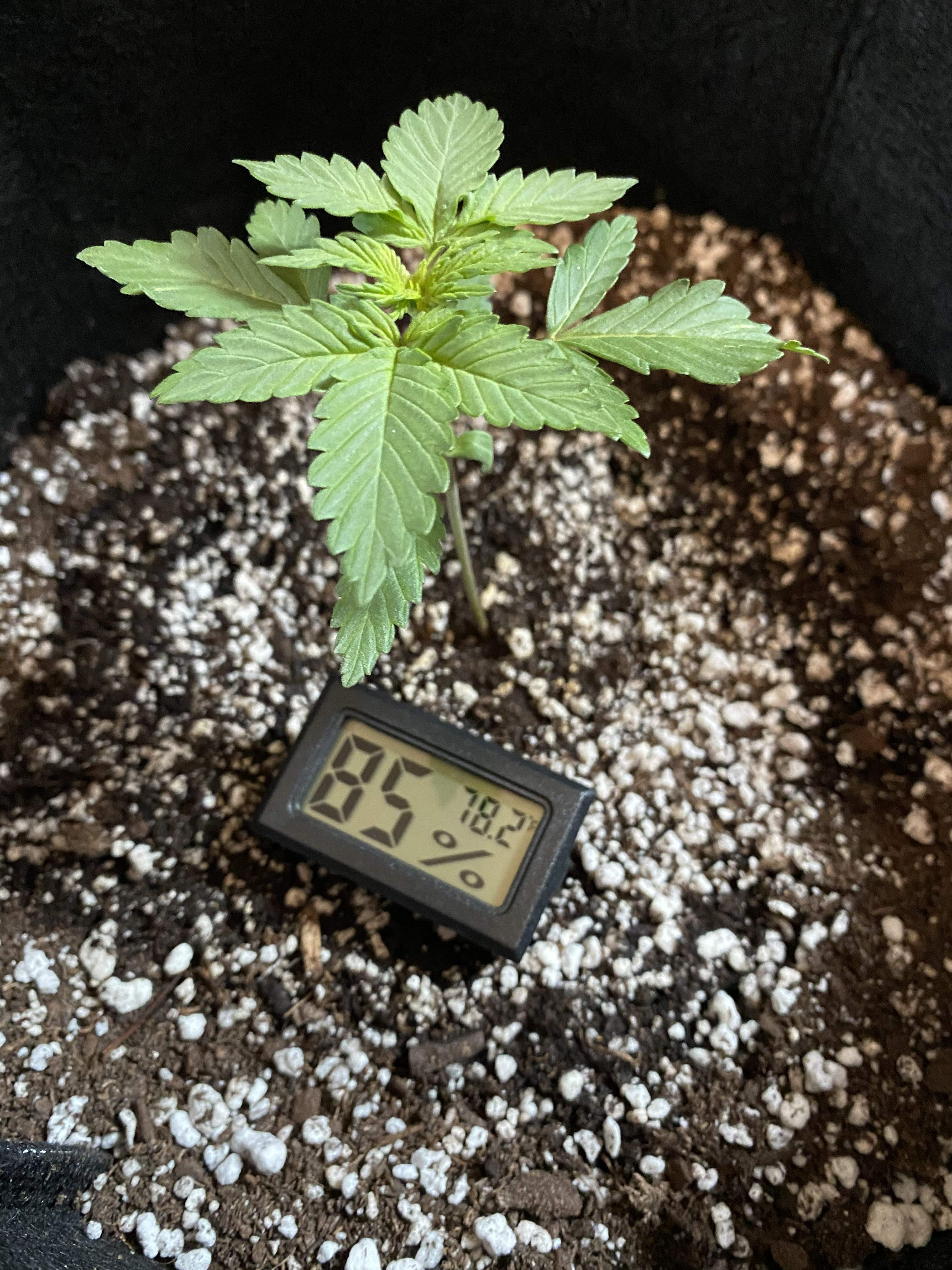ILGM Gorilla Glue Autoflower grow diary (journal) week2 by