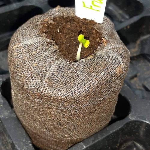 The Cali Connection Gold Line -Fruit Cup. Week 1 - 8/20 just broke out the pod starting week one now 