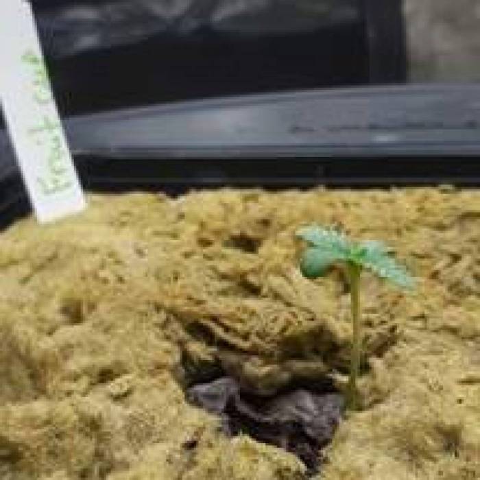 The Cali Connection Gold Line -Fruit Cup. Week 2 - time will tell if shes gonna be a winner ha ha