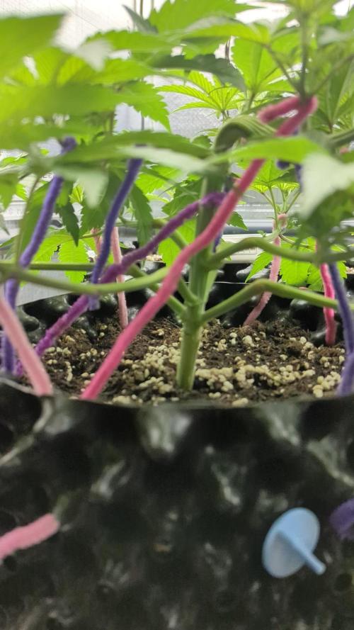 re-gifted from the gods.