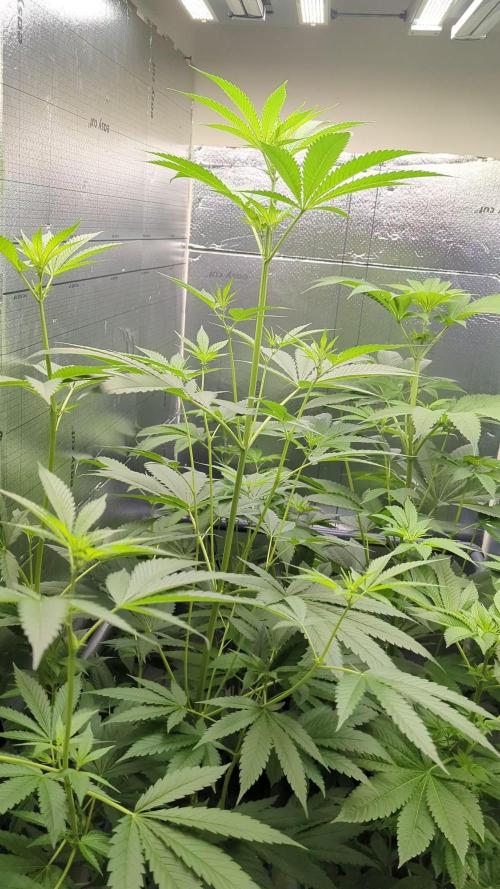 Gorilla Girl SS#1