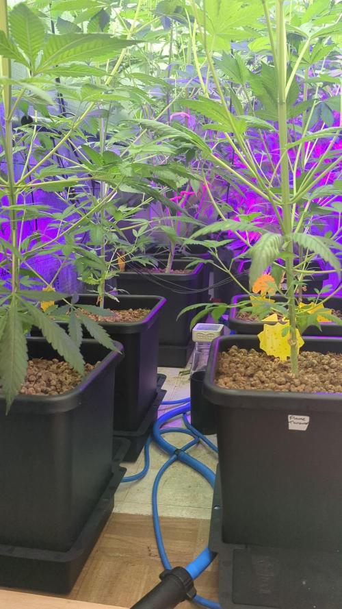 Sweet Sensation SS#2