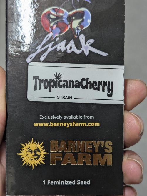 Biotabs/Autopot Tropicana Cherry. Week 0