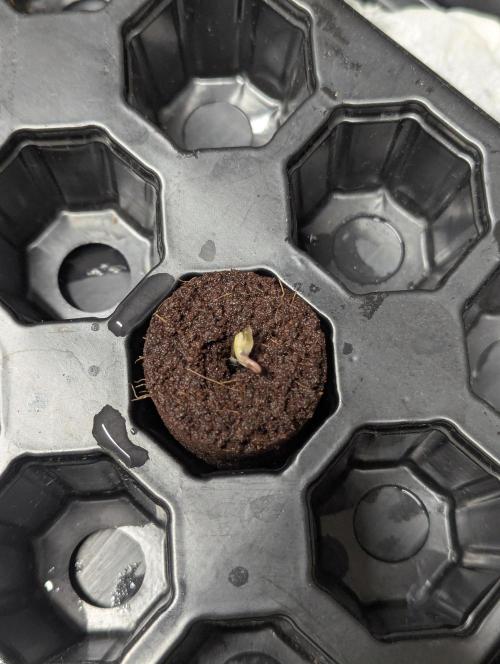 Biotabs/Autopot Tropicana Cherry. Week 0