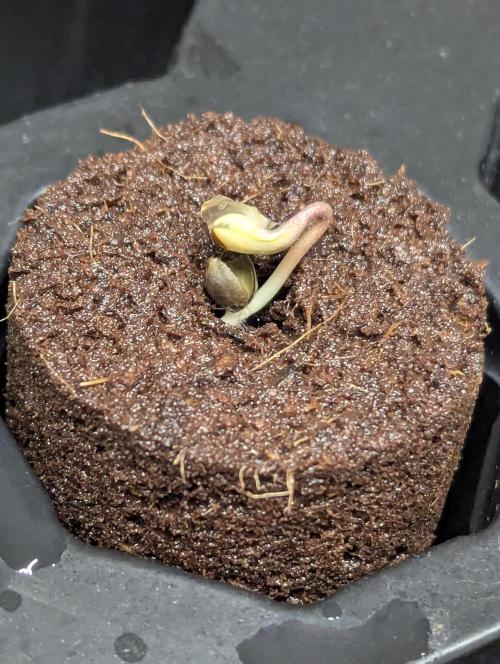 Biotabs/Autopot Tropicana Cherry. Week 0