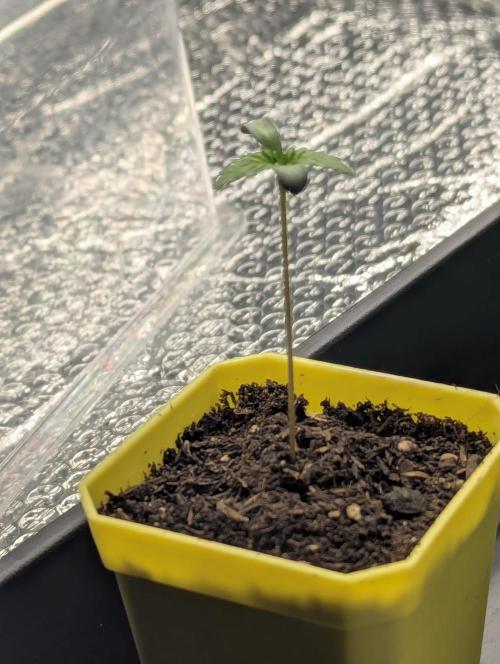 Biotabs/Autopot Tropicana Cherry. Week 1