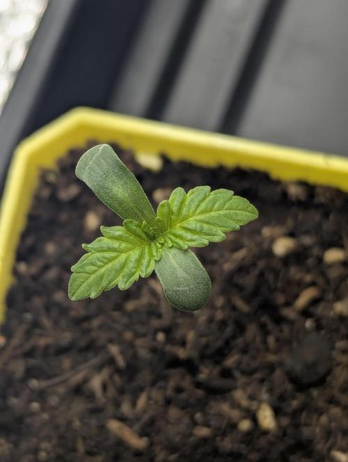 Biotabs/Autopot Tropicana Cherry. Week 1