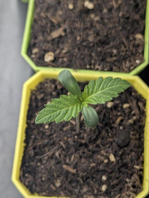 Biotabs/Autopot Tropicana Cherry. Week 1