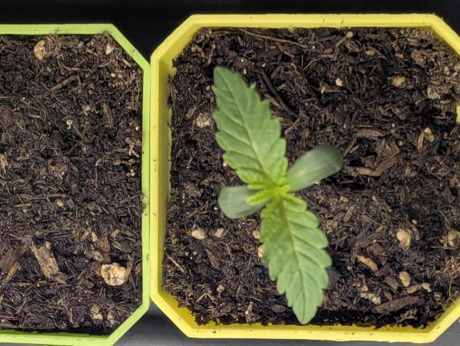 Biotabs/Autopot Tropicana Cherry. Week 1