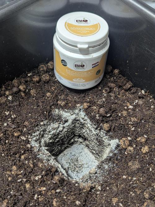 Biotabs/Autopot Tropicana Cherry. Week 1