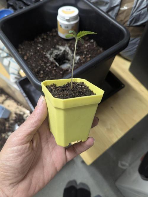 Biotabs/Autopot Tropicana Cherry. Week 1