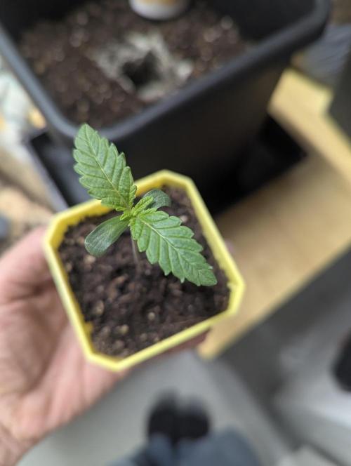 Biotabs/Autopot Tropicana Cherry. Week 1