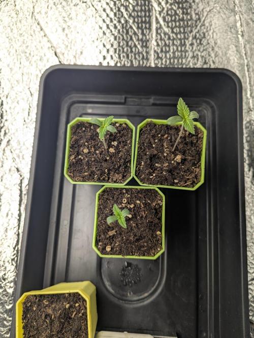 Biotabs/Autopot.- Triple Cheese. Week 1