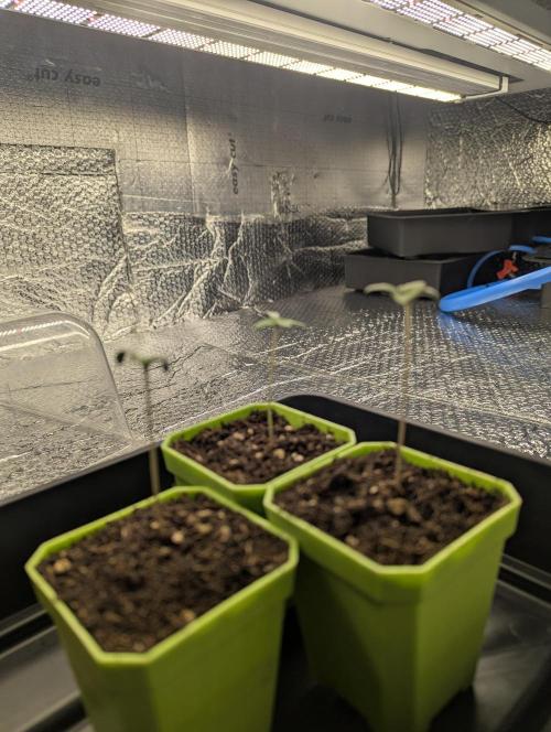 Biotabs/Autopot.- Triple Cheese. Week 1